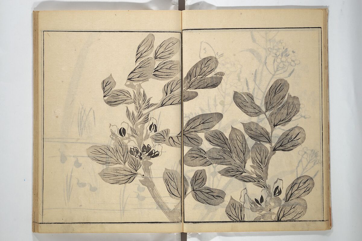 Soken Picture Album: The Plant Section (Soken gafu: Sōka no bu)  素絢画譜 草花之部, Yamaguchi Soken 山口素絢 (Japanese, 1759–1818), Woodblock printed book; ink on paper, Japan