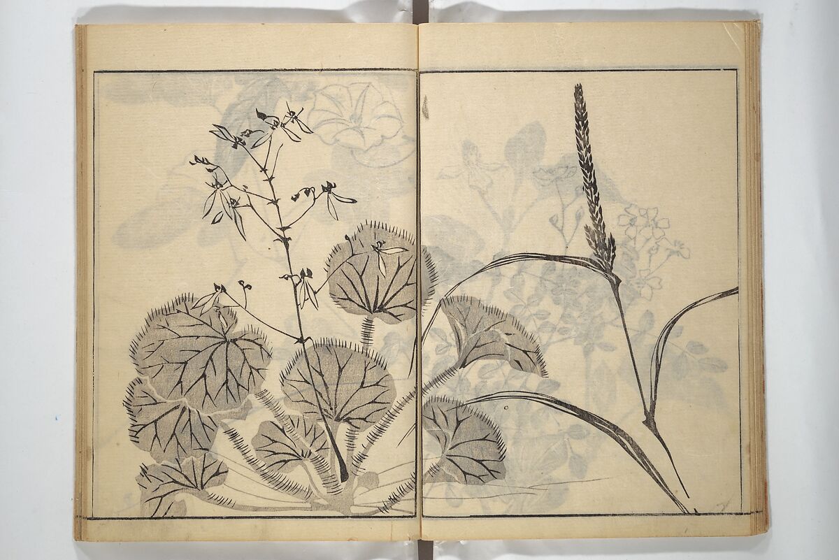 Soken Picture Album: The Plant Section (Soken gafu: Sōka no bu)  素絢画譜 草花之部, Yamaguchi Soken 山口素絢 (Japanese, 1759–1818), Woodblock printed book; ink on paper, Japan