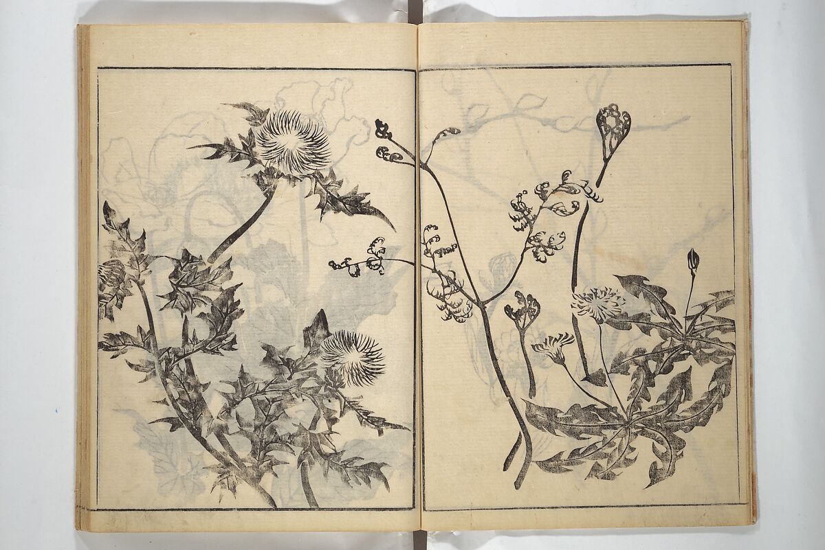 Soken Picture Album: The Plant Section (Soken gafu: Sōka no bu)  素絢画譜 草花之部, Yamaguchi Soken 山口素絢 (Japanese, 1759–1818), Woodblock printed book; ink on paper, Japan