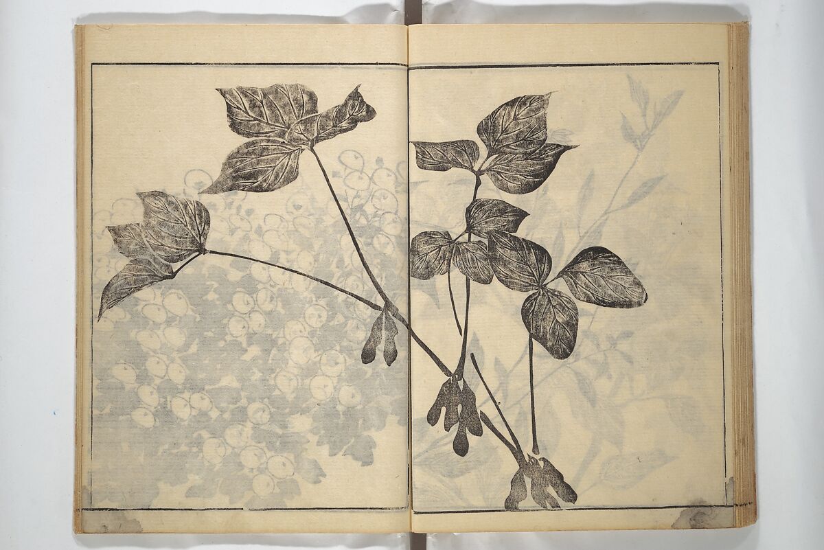 Soken Picture Album: The Plant Section (Soken gafu: Sōka no bu)  素絢画譜 草花之部, Yamaguchi Soken 山口素絢 (Japanese, 1759–1818), Woodblock printed book; ink on paper, Japan