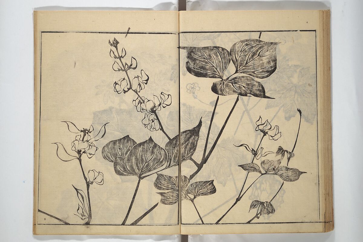 Soken Picture Album: The Plant Section (Soken gafu: Sōka no bu)  素絢画譜 草花之部, Yamaguchi Soken 山口素絢 (Japanese, 1759–1818), Woodblock printed book; ink on paper, Japan