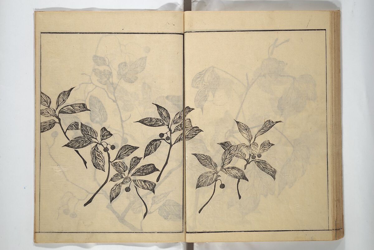 Soken Picture Album: The Plant Section (Soken gafu: Sōka no bu)  素絢画譜 草花之部, Yamaguchi Soken 山口素絢 (Japanese, 1759–1818), Woodblock printed book; ink on paper, Japan