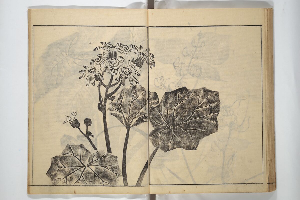 Soken Picture Album: The Plant Section (Soken gafu: Sōka no bu)  素絢画譜 草花之部, Yamaguchi Soken 山口素絢 (Japanese, 1759–1818), Woodblock printed book; ink on paper, Japan