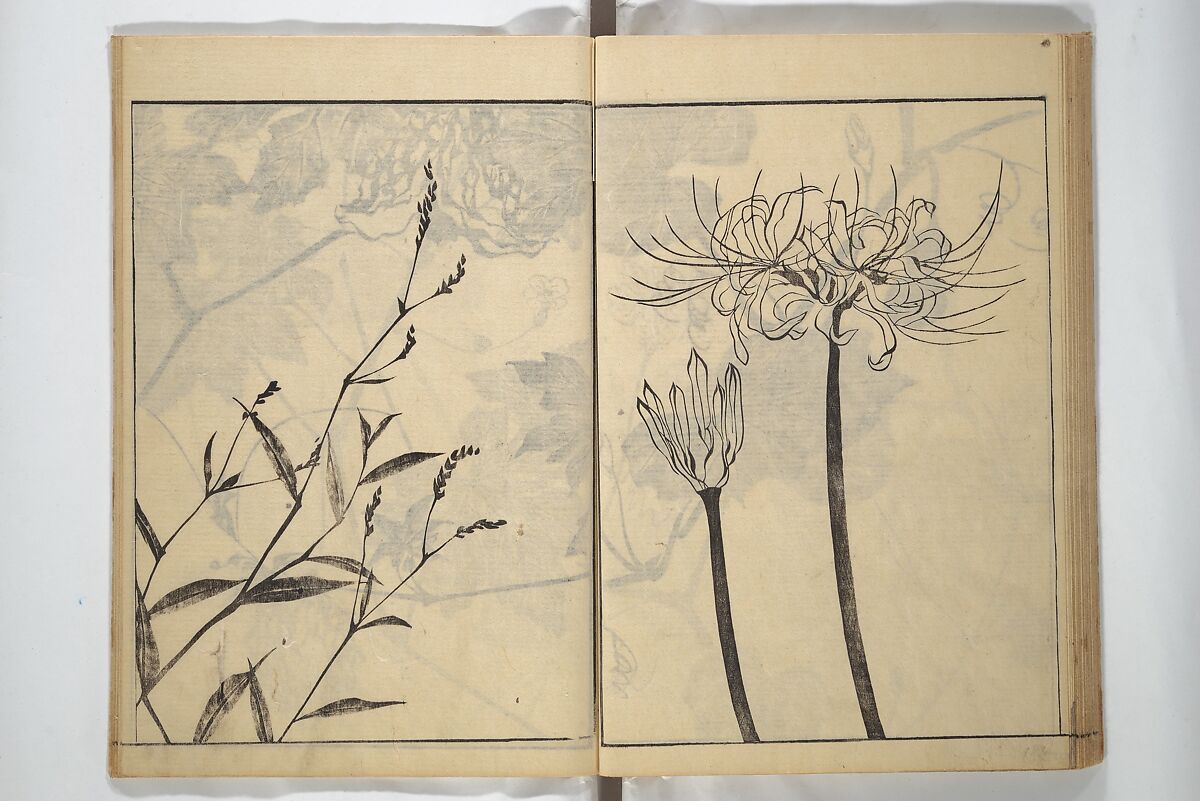 Soken Picture Album: The Plant Section (Soken gafu: Sōka no bu)  素絢画譜 草花之部, Yamaguchi Soken 山口素絢 (Japanese, 1759–1818), Woodblock printed book; ink on paper, Japan
