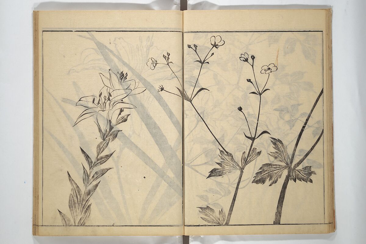 Soken Picture Album: The Plant Section (Soken gafu: Sōka no bu)  素絢画譜 草花之部, Yamaguchi Soken 山口素絢 (Japanese, 1759–1818), Woodblock printed book; ink on paper, Japan