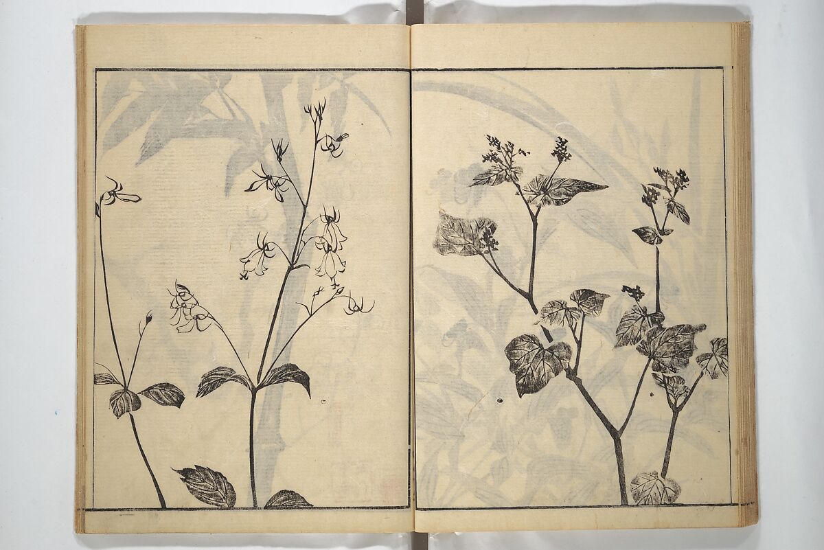 Soken Picture Album: The Plant Section (Soken gafu: Sōka no bu)  素絢画譜 草花之部, Yamaguchi Soken 山口素絢 (Japanese, 1759–1818), Woodblock printed book; ink on paper, Japan