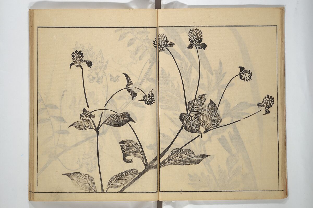 Soken Picture Album: The Plant Section (Soken gafu: Sōka no bu)  素絢画譜 草花之部, Yamaguchi Soken 山口素絢 (Japanese, 1759–1818), Woodblock printed book; ink on paper, Japan