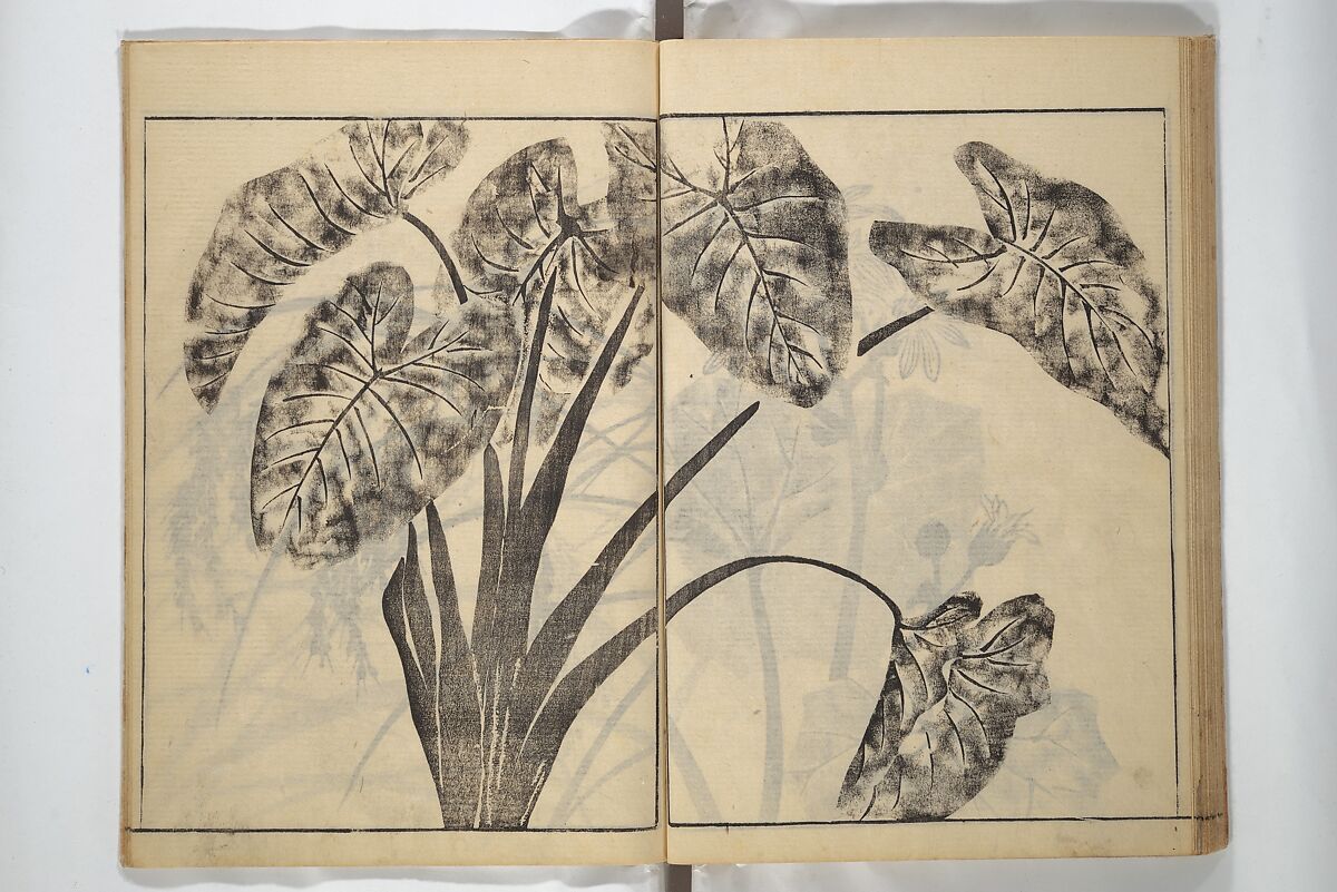 Soken Picture Album: The Plant Section (Soken gafu: Sōka no bu)  素絢画譜 草花之部, Yamaguchi Soken 山口素絢 (Japanese, 1759–1818), Woodblock printed book; ink on paper, Japan