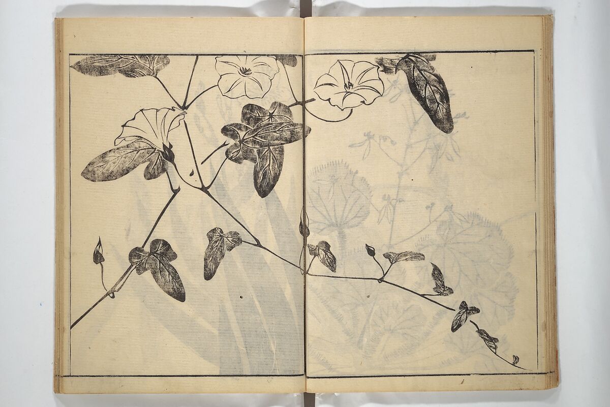 Soken Picture Album: The Plant Section (Soken gafu: Sōka no bu)  素絢画譜 草花之部, Yamaguchi Soken 山口素絢 (Japanese, 1759–1818), Woodblock printed book; ink on paper, Japan