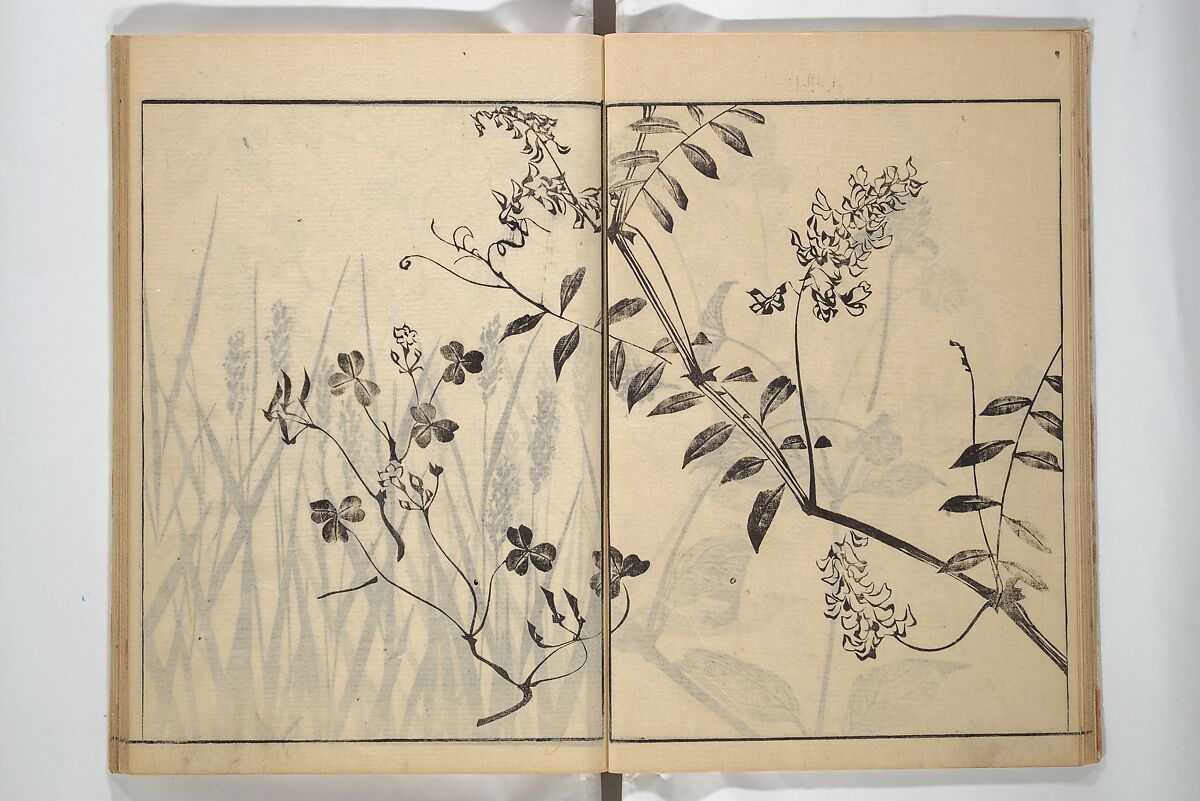 Soken Picture Album: The Plant Section (Soken gafu: Sōka no bu)  素絢画譜 草花之部, Yamaguchi Soken 山口素絢 (Japanese, 1759–1818), Woodblock printed book; ink on paper, Japan