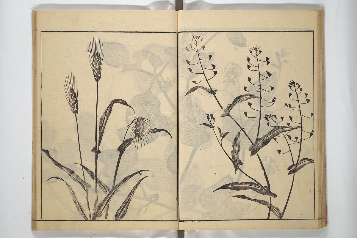 Soken Picture Album: The Plant Section (Soken gafu: Sōka no bu)  素絢画譜 草花之部, Yamaguchi Soken 山口素絢 (Japanese, 1759–1818), Woodblock printed book; ink on paper, Japan