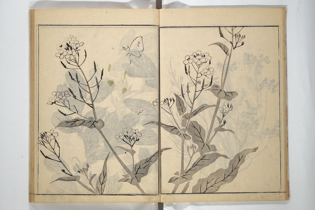 Soken Picture Album: The Plant Section (Soken gafu: Sōka no bu)  素絢画譜 草花之部, Yamaguchi Soken 山口素絢 (Japanese, 1759–1818), Woodblock printed book; ink on paper, Japan