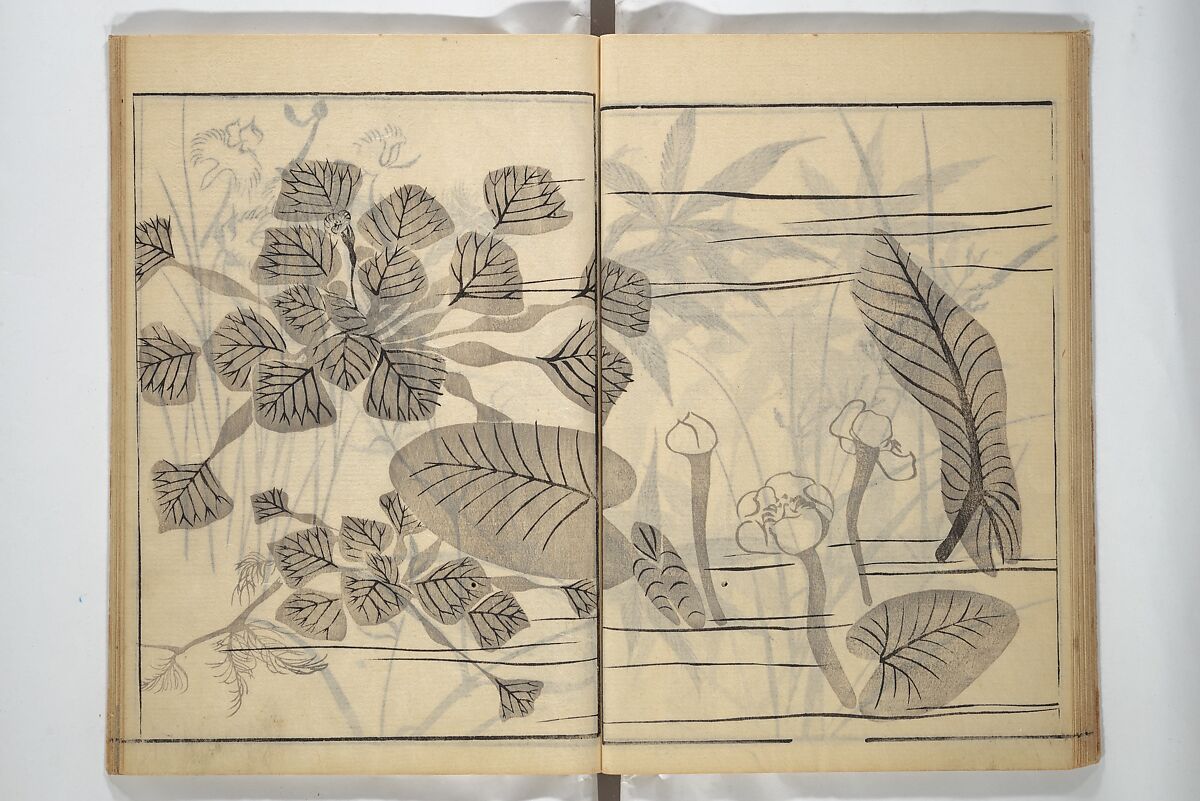 Soken Picture Album: The Plant Section (Soken gafu: Sōka no bu)  素絢画譜 草花之部, Yamaguchi Soken 山口素絢 (Japanese, 1759–1818), Woodblock printed book; ink on paper, Japan