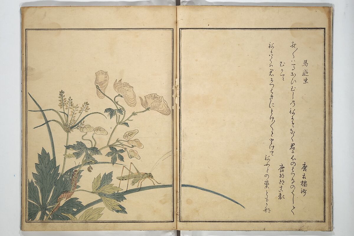 Picture Book of Selected Insects (The Insect Book) (Ehon mushi erami) 画本虫撰, Kitagawa Utamaro 喜多川歌麿 (Japanese, ca. 1754–1806), Set of two woodblock printed books; ink, color, and mica (vol. 2) on paper, Japan