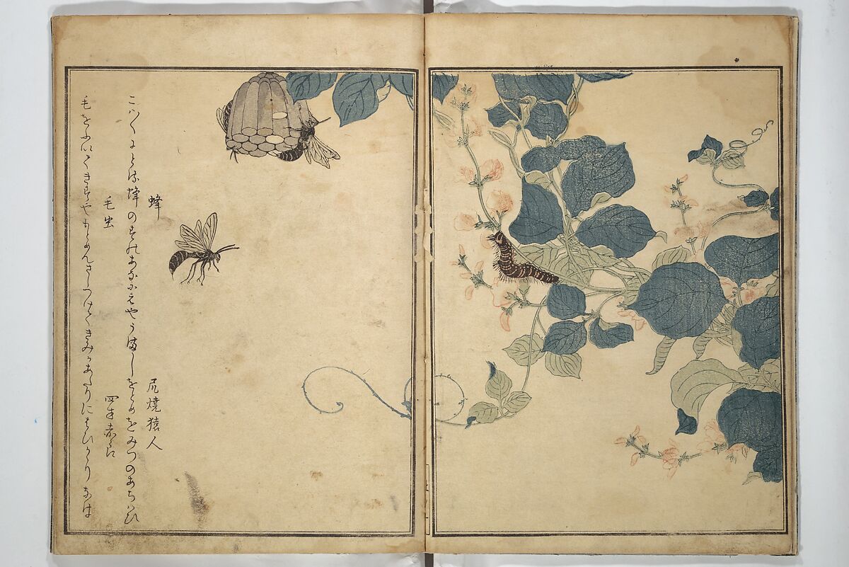Picture Book of Selected Insects (The Insect Book) (Ehon mushi erami) 画本虫撰, Kitagawa Utamaro 喜多川歌麿 (Japanese, ca. 1754–1806), Set of two woodblock printed books; ink, color, and mica (vol. 2) on paper, Japan