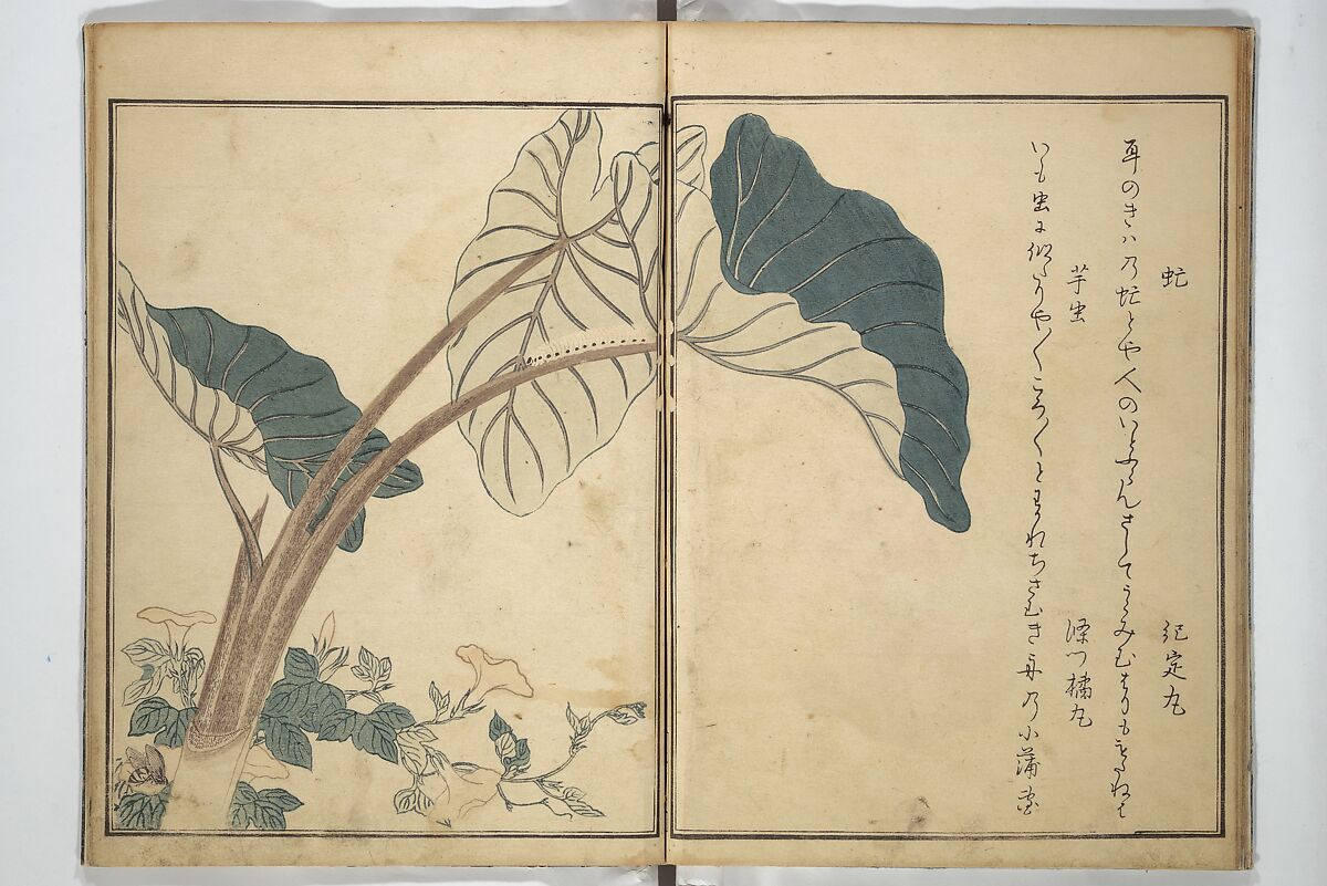 Picture Book of Selected Insects (The Insect Book) (Ehon mushi erami) 画本虫撰, Kitagawa Utamaro 喜多川歌麿 (Japanese, ca. 1754–1806), Set of two woodblock printed books; ink, color, and mica (vol. 2) on paper, Japan