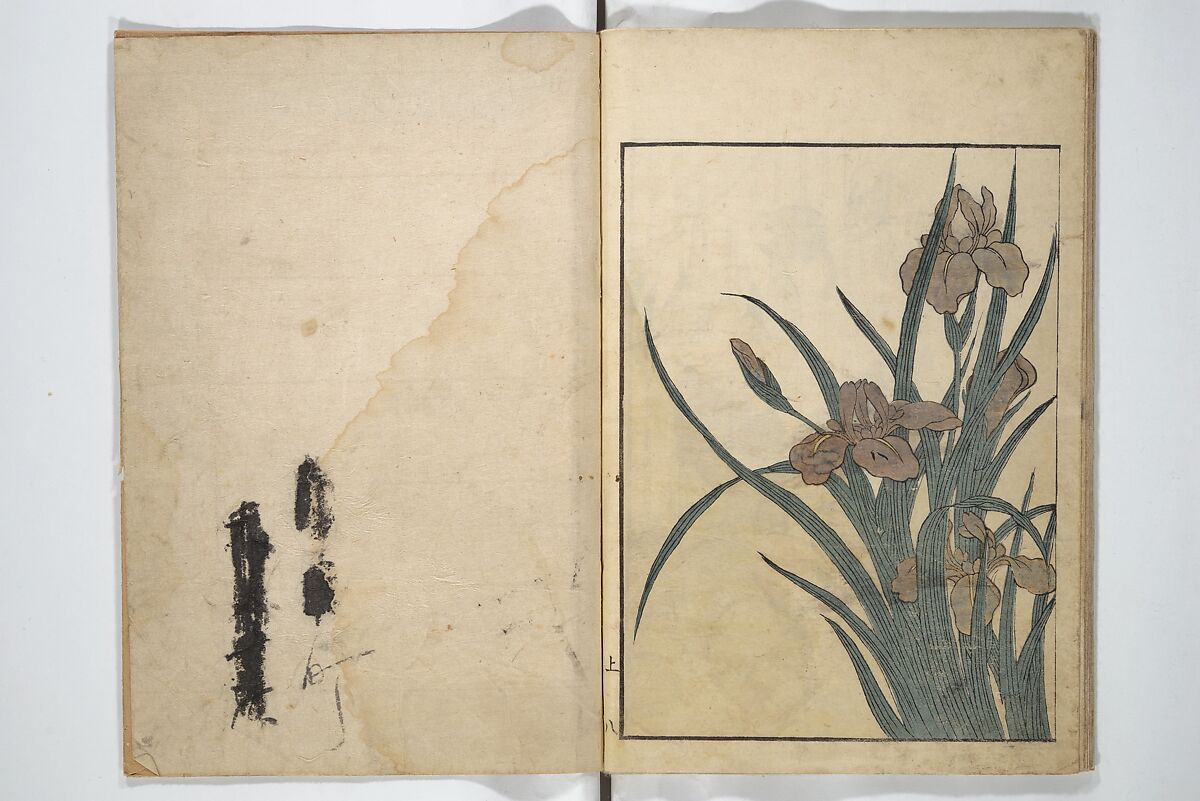 Picture Book on Flowers of the Four Seasons (Ehon shiki no hana) 絵本四季花, Kitagawa Utamaro 喜多川歌麿 (Japanese, ca. 1754–1806), Set of two woodblock printed books; ink and color on paper, Japan