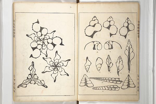 Shell Motifs (Kaigara dammen zuan) 貝殻断面図案, Yoichirō Hirase 平瀬 與一郎 (Japanese, 1859–1925), Woodblock printed book; ink and color on paper, Japan