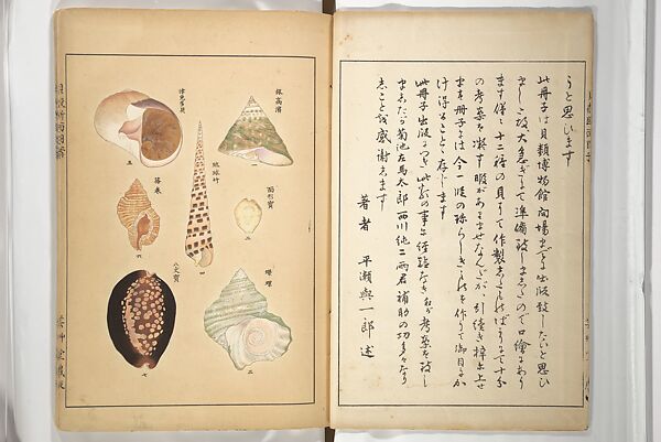 Shell Motifs (Kaigara dammen zuan) 貝殻断面図案, Yoichirō Hirase 平瀬 與一郎 (Japanese, 1859–1925), Woodblock printed book; ink and color on paper, Japan