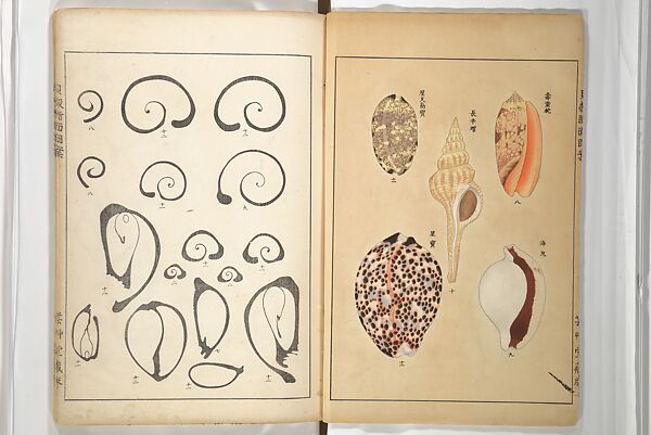 Shell Motifs (Kaigara dammen zuan) 貝殻断面図案, Yoichirō Hirase 平瀬 與一郎 (Japanese, 1859–1925), Woodblock printed book; ink and color on paper, Japan