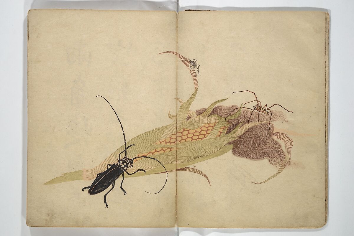 Shunkei Picture Album (Shunkei gafu) 春渓画譜, Mori Shunkei 森春渓 (Japanese, active 1800–20), Woodblock printed book (orihon, accordion-style); ink and color on paper, Japan