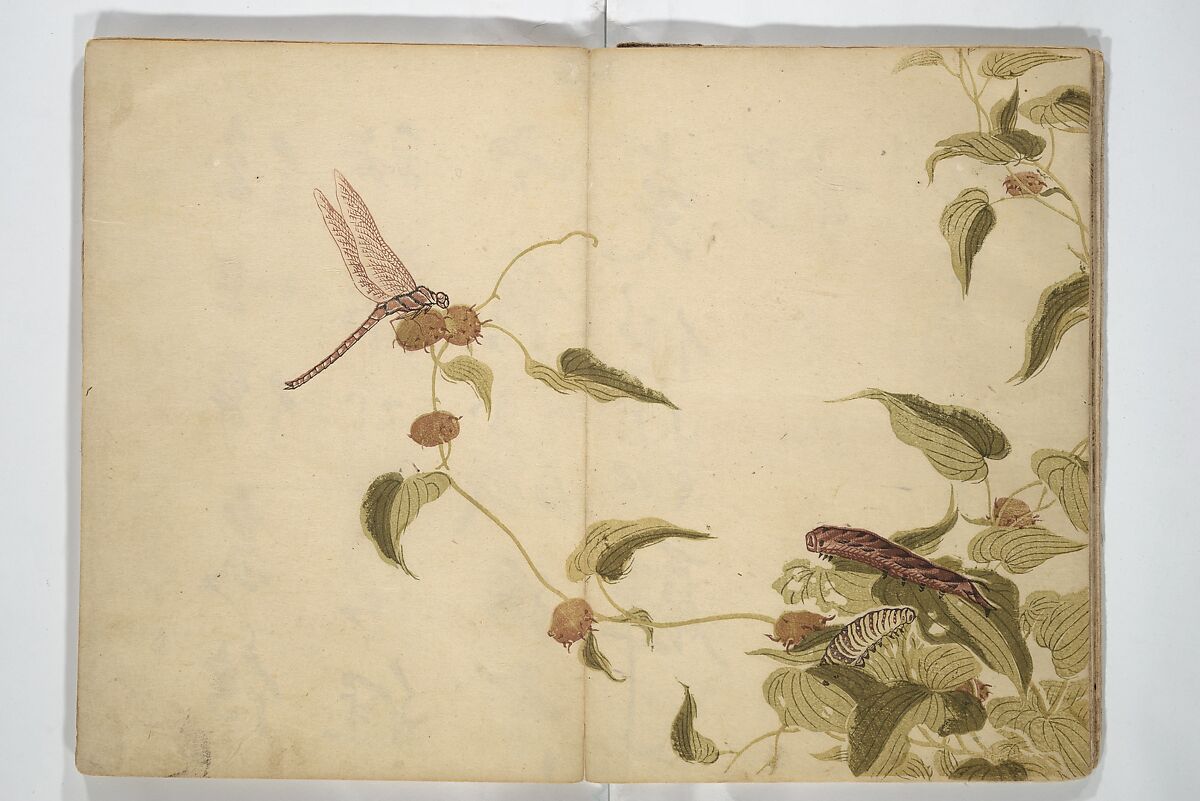 Shunkei Picture Album (Shunkei gafu) 春渓画譜, Mori Shunkei 森春渓 (Japanese, active 1800–20), Woodblock printed book (orihon, accordion-style); ink and color on paper, Japan