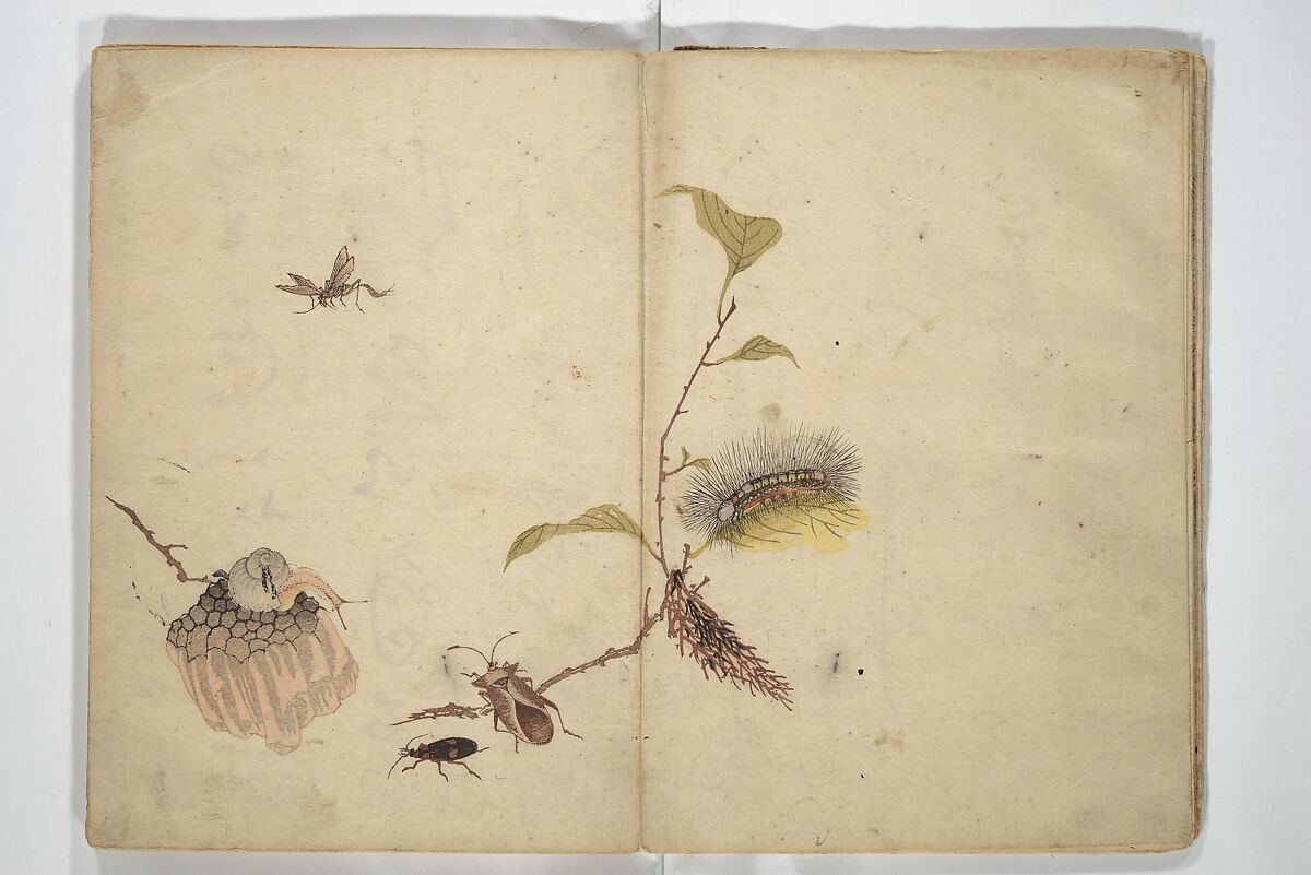 Shunkei Picture Album (Shunkei gafu) 春渓画譜, Mori Shunkei 森春渓 (Japanese, active 1800–20), Woodblock printed book (orihon, accordion-style); ink and color on paper, Japan