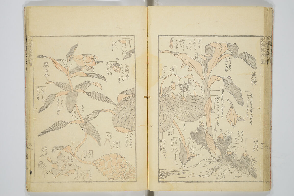 Transmitting the Spirit, Revealing the Form of Things, Volume 1 to 15 of Hokusai Sketchbooks (Denshin kaishu: Hokusai manga, shohen–jugohen) 伝神開手北斎漫画 初編-十五編, Katsushika Hokusai 葛飾北斎 (Japanese, Tokyo (Edo) 1760–1849 Tokyo (Edo)), Set of fifteen woodblock printed books; ink and color on paper, Japan