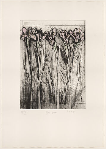 Iris