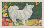 Spitz from Our Friend – the Dog Educational Pictures (W608-4), Commercial color photolithograph