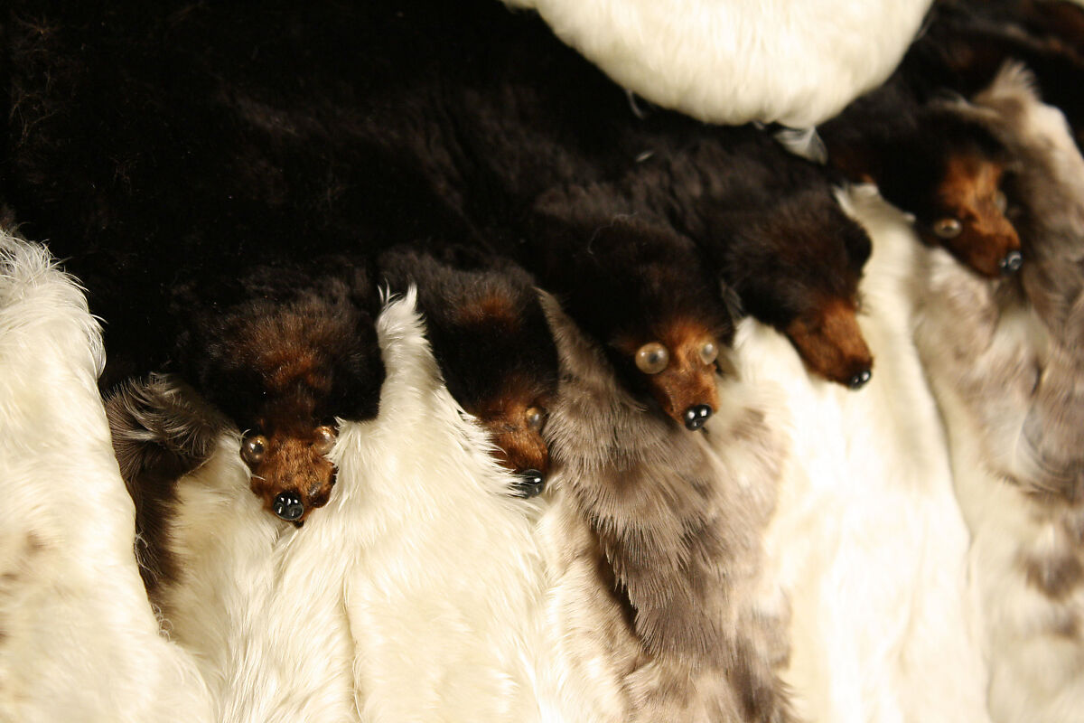 Ensemble, feather, mole, American