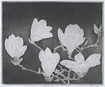 Magnolia I