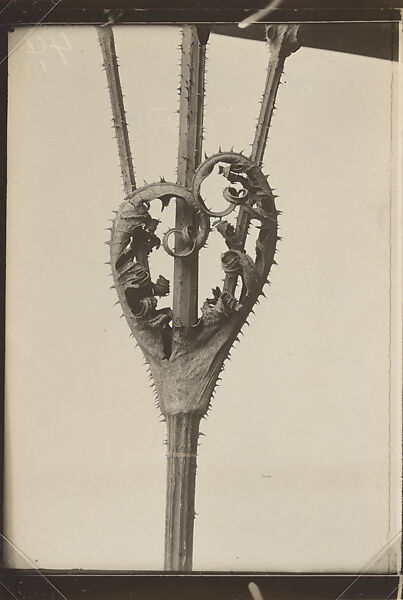 Dipsacus laciniatus (Cutleaf Teasel), Karl Blossfeldt (German, 1865–1932), Gelatin silver print 
