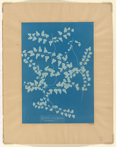 Lygodion Microphyllum (Australia), Anna Atkins (British, 1799–1871), Cyanotype 