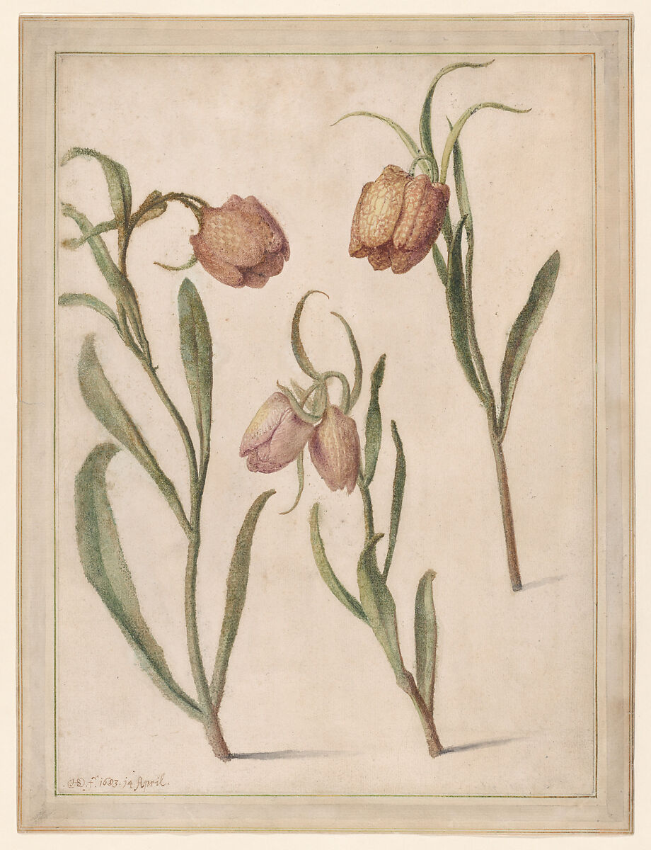 Study of Three Fritillaries, Herman Saftleven II (Dutch, Rotterdam 1609–1685 Utrecht), Watercolor 