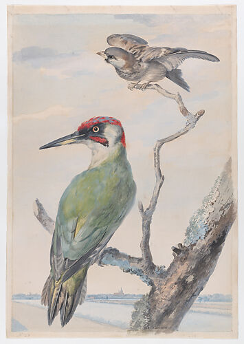 A Green Woodpecker and a Sparrow in a Tree