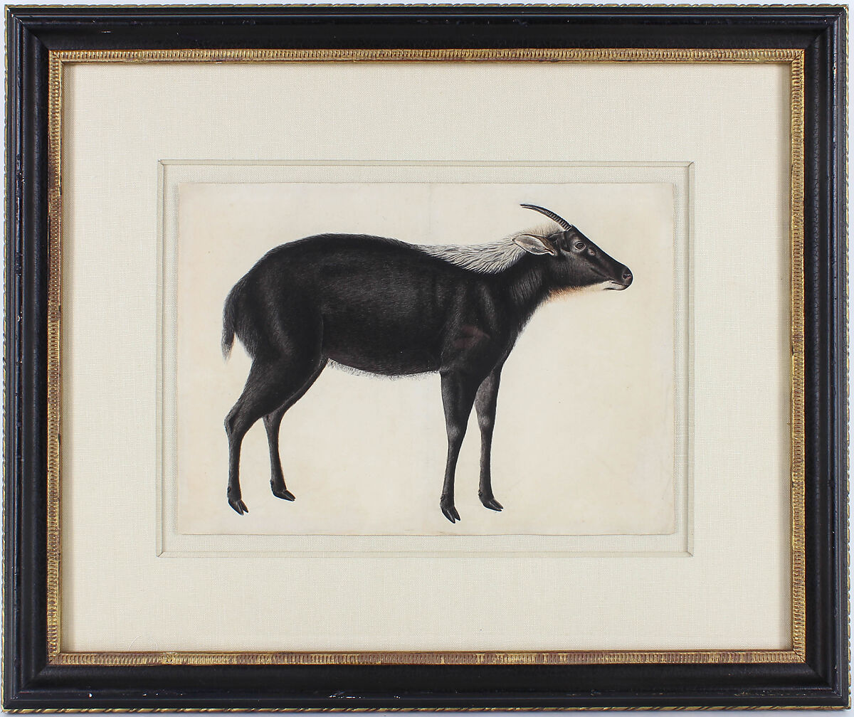 A Chinese Serow (Capricornis milneedwardsi argyrochaetes), Ink and watercolor on paper 