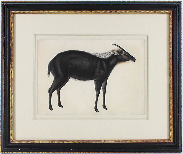 A Chinese Serow (Capricornis milneedwardsi argyrochaetes)