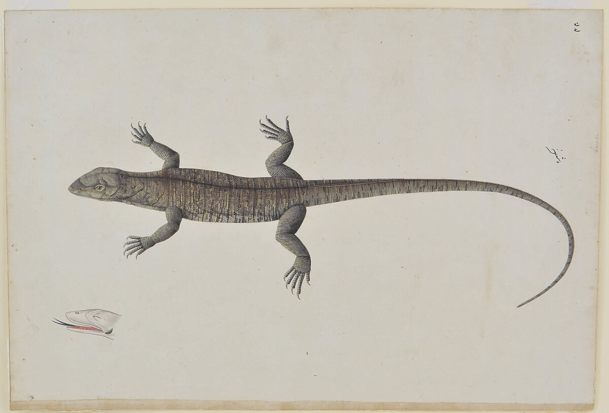 An Indian Bish-Khopra Lizard, Watercolor and ink on paper