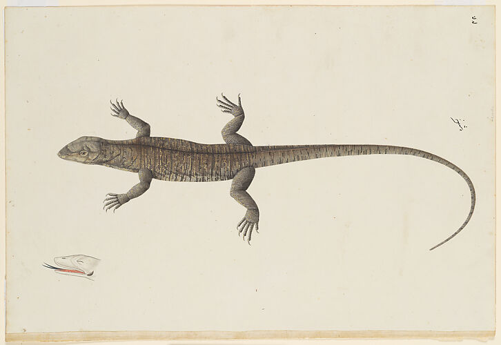 An Indian Bish-Khopra Lizard