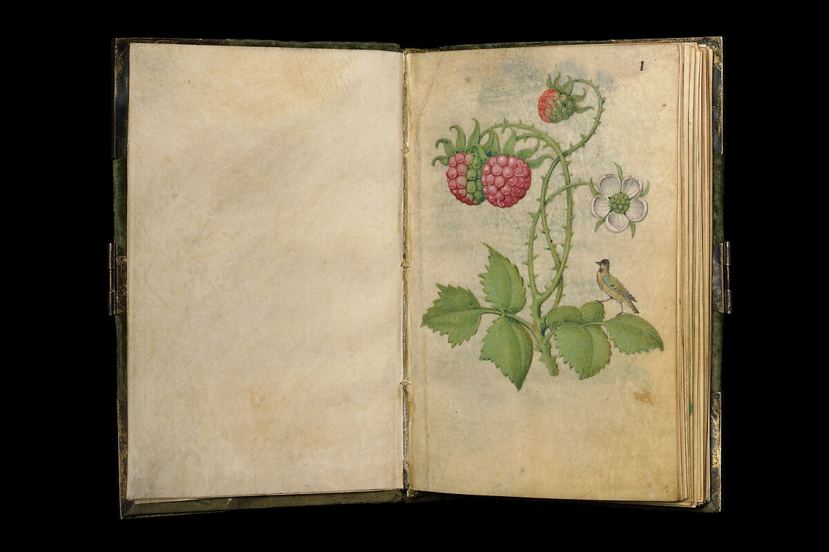 Folio 1: Blackberry, unripe fruits and flower (lat. Rubus sectio rubus) with a jaybird