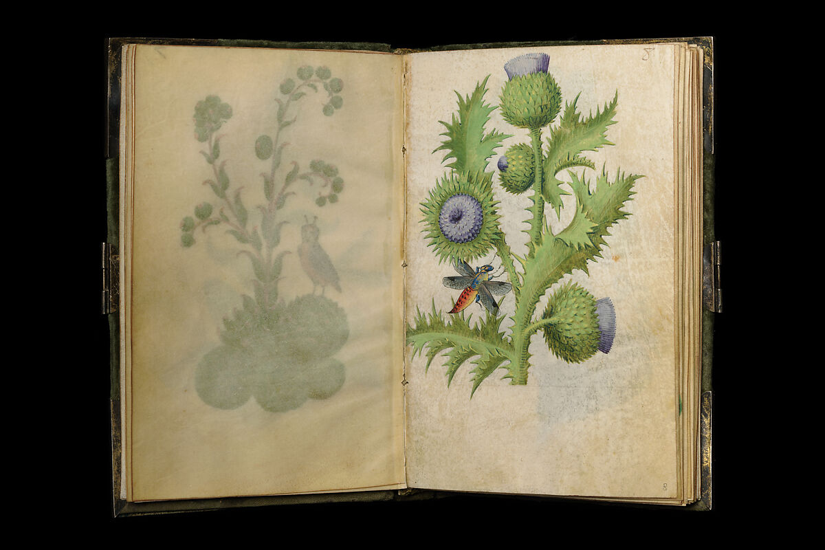 Book of Flower Studies, Master of Claude de France (active from ca.1508–1520), Opaque water color, organic glazes, gold and silver paint, iron and carbon-based ink and charcoal on parchment, French