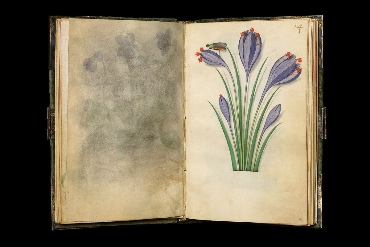 Book of Flower Studies, Master of Claude de France (active from ca.1508–1520), Opaque water color, organic glazes, gold and silver paint, iron and carbon-based ink and charcoal on parchment, French