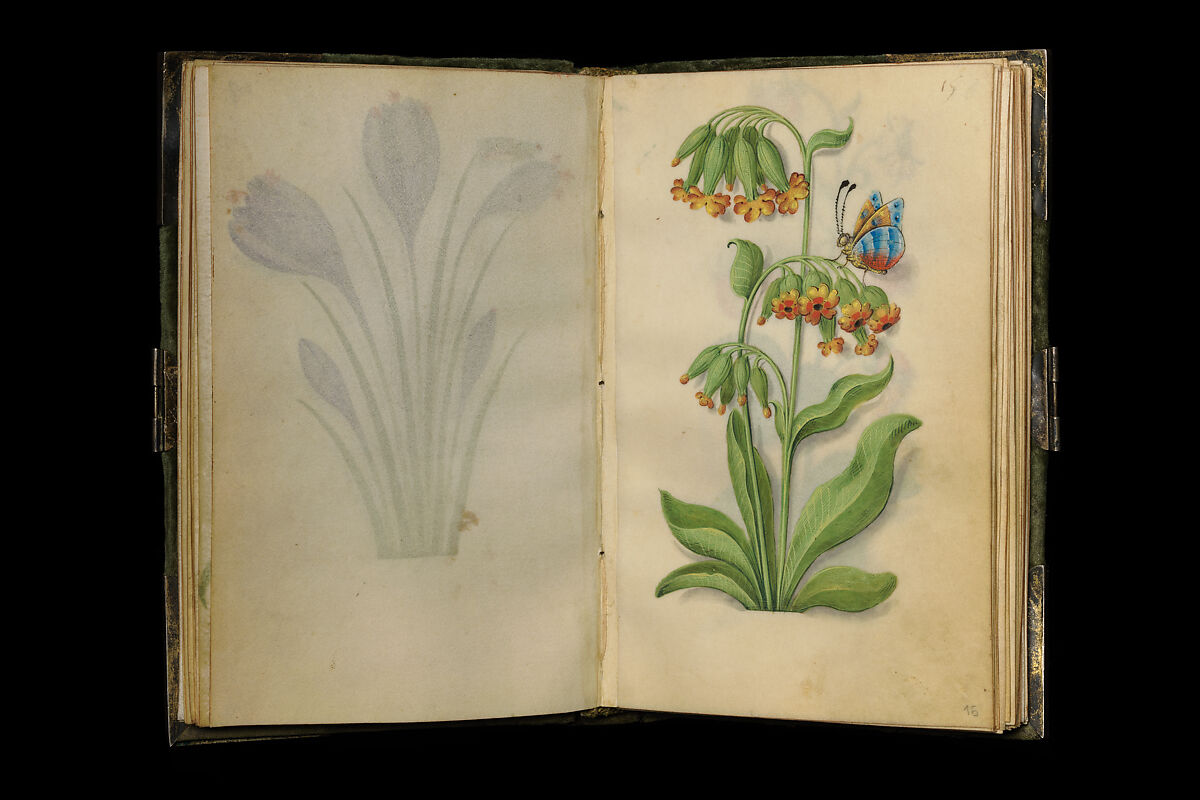 Book of Flower Studies, Master of Claude de France (active from ca.1508–1520), Opaque water color, organic glazes, gold and silver paint, iron and carbon-based ink and charcoal on parchment, French