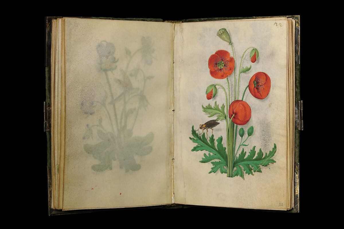 Book of Flower Studies, Master of Claude de France (active from ca.1508–1520), Opaque water color, organic glazes, gold and silver paint, iron and carbon-based ink and charcoal on parchment, French