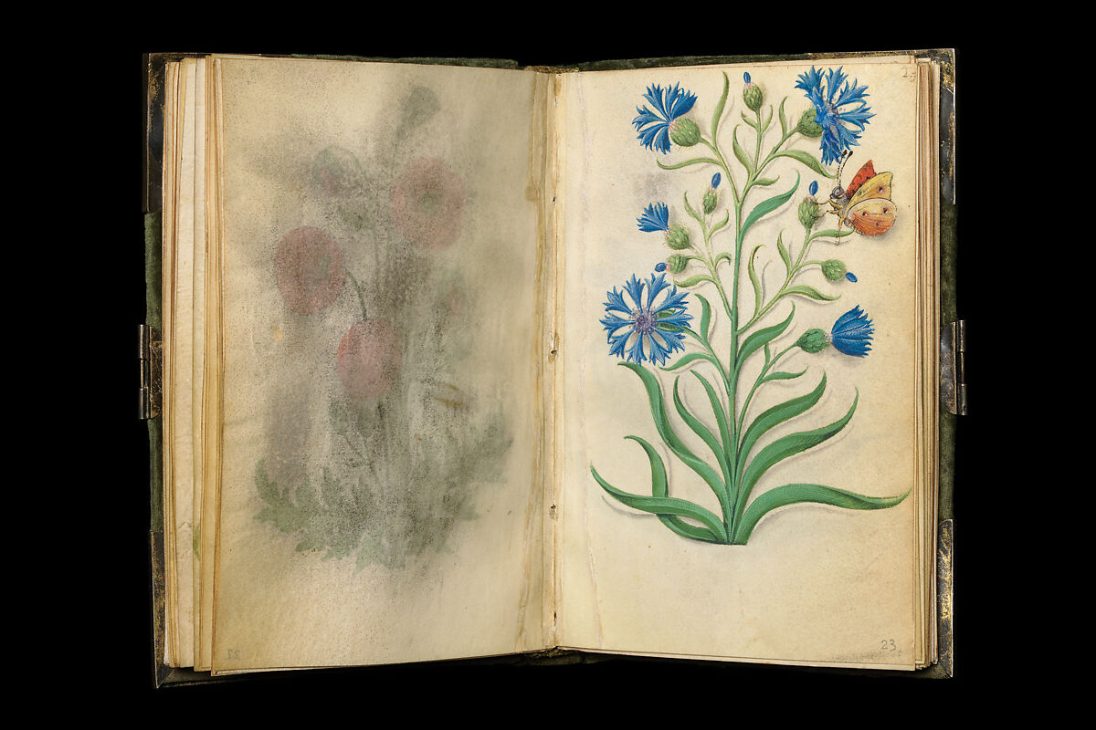 Book of Flower Studies, Master of Claude de France (active from ca.1508–1520), Opaque water color, organic glazes, gold and silver paint, iron and carbon-based ink and charcoal on parchment, French