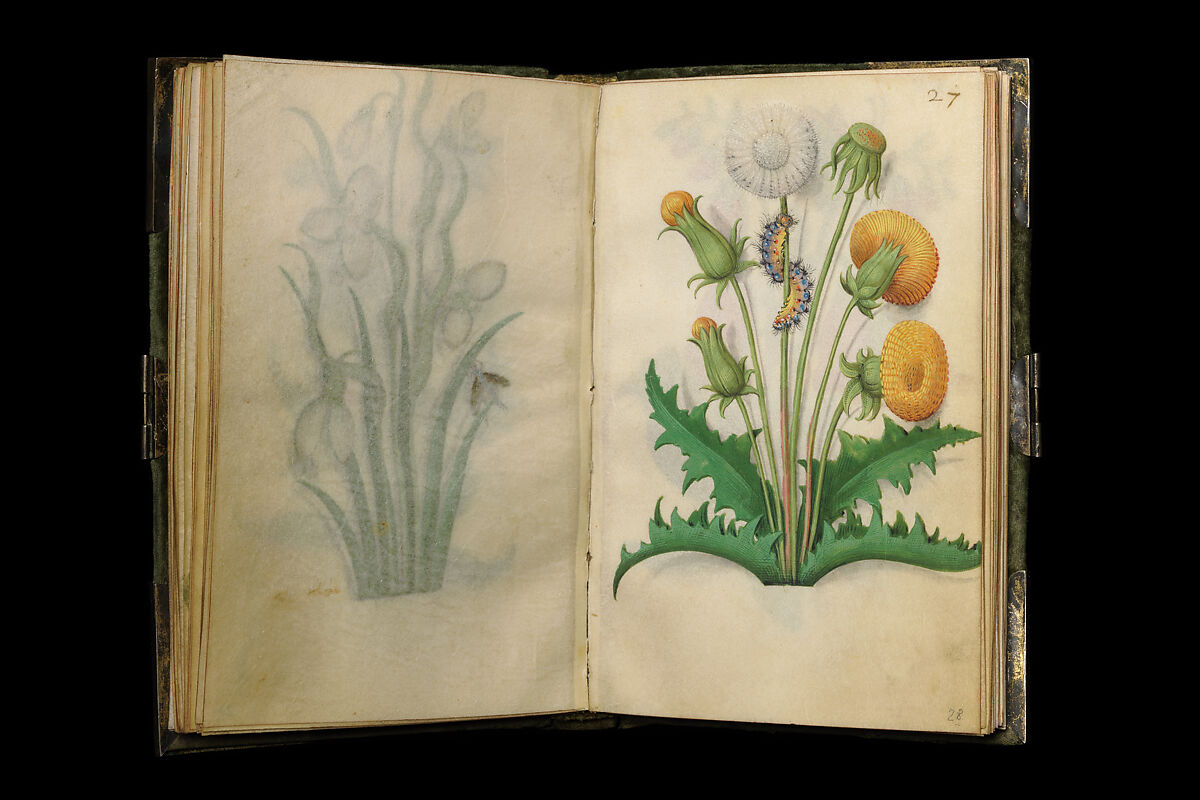 Book of Flower Studies, Master of Claude de France (active from ca.1508–1520), Opaque water color, organic glazes, gold and silver paint, iron and carbon-based ink and charcoal on parchment, French