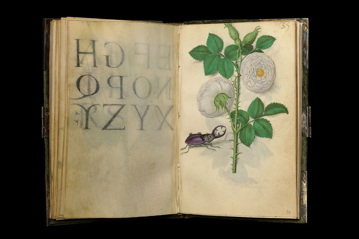 Book of Flower Studies, Master of Claude de France (active from ca.1508–1520), Opaque water color, organic glazes, gold and silver paint, iron and carbon-based ink and charcoal on parchment, French