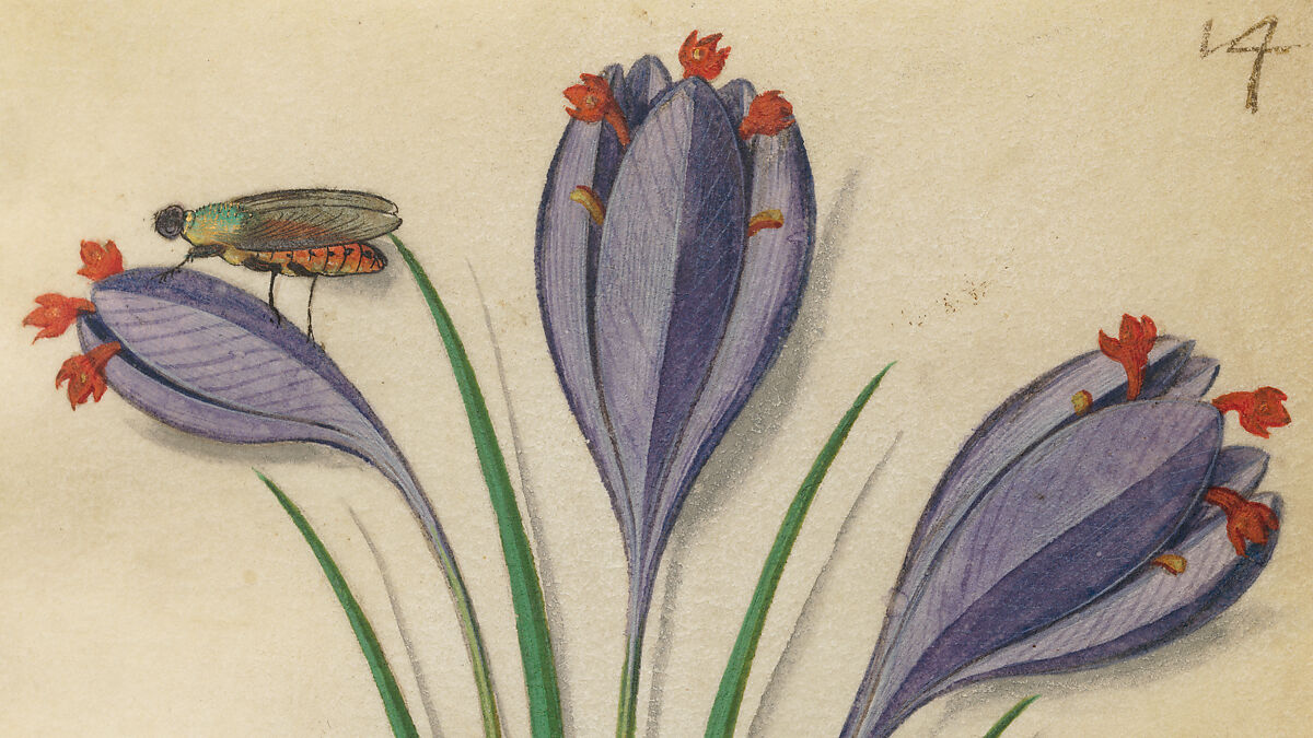 Book of Flower Studies, Master of Claude de France (active from ca.1508–1520), Opaque water color, organic glazes, gold and silver paint, iron and carbon-based ink and charcoal on parchment, French
