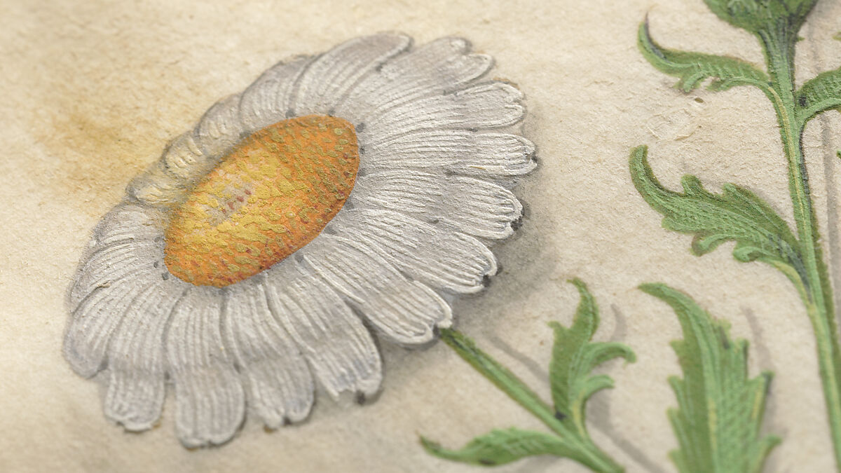 Book of Flower Studies, Master of Claude de France (active from ca.1508–1520), Opaque water color, organic glazes, gold and silver paint, iron and carbon-based ink and charcoal on parchment, French
